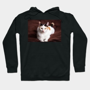 kitty indoors Hoodie